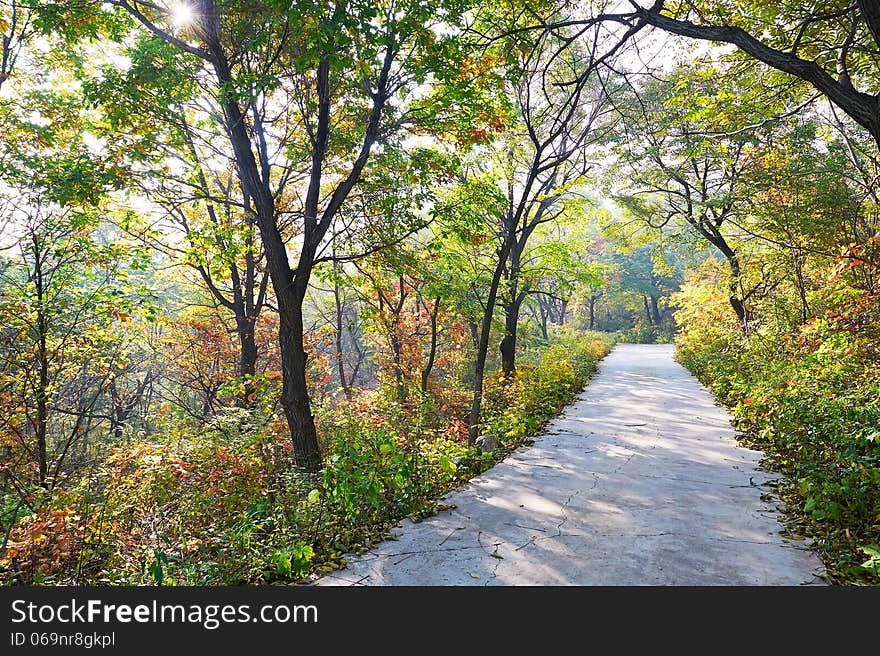 The quiet forest road _ autumnal scenery