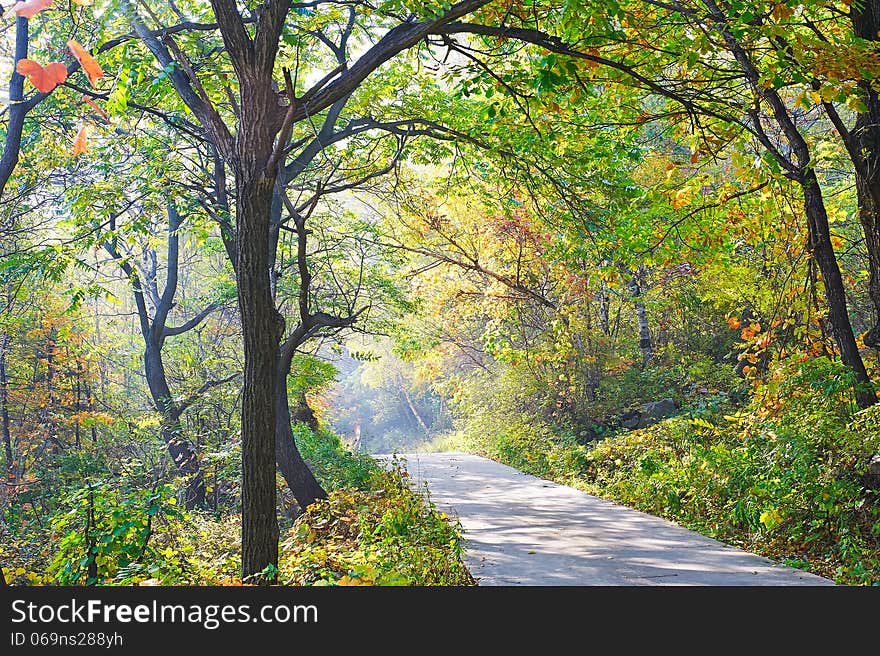 The deepandserene pretty trees _ autumnal scenery