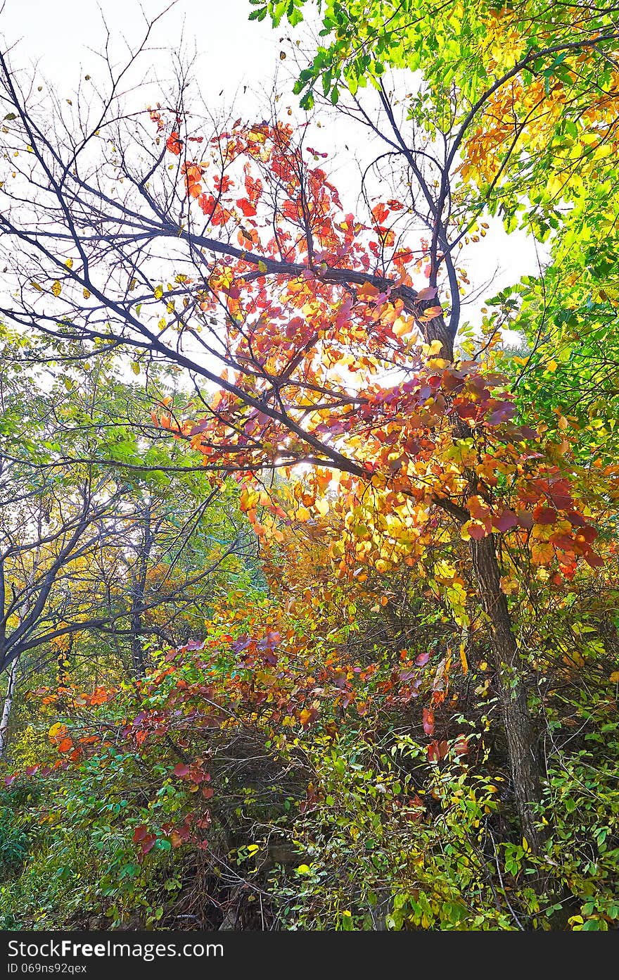 The red leaves pretty trees _ autumnal scenery