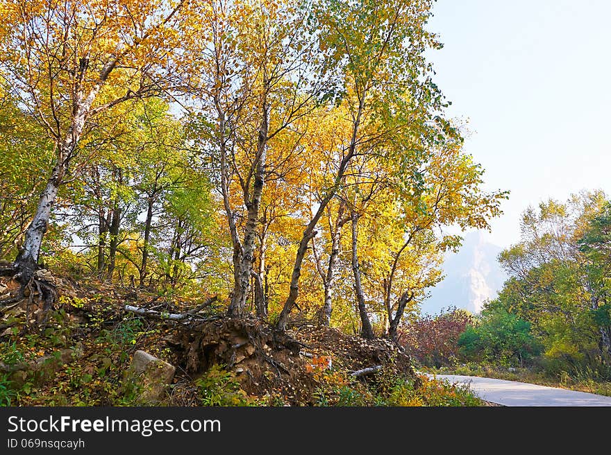 The golden birch leaves _ autumnal scenery