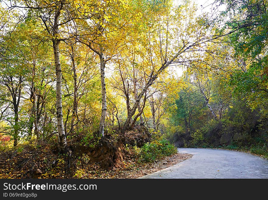 The birch and path _ autumnal scenery