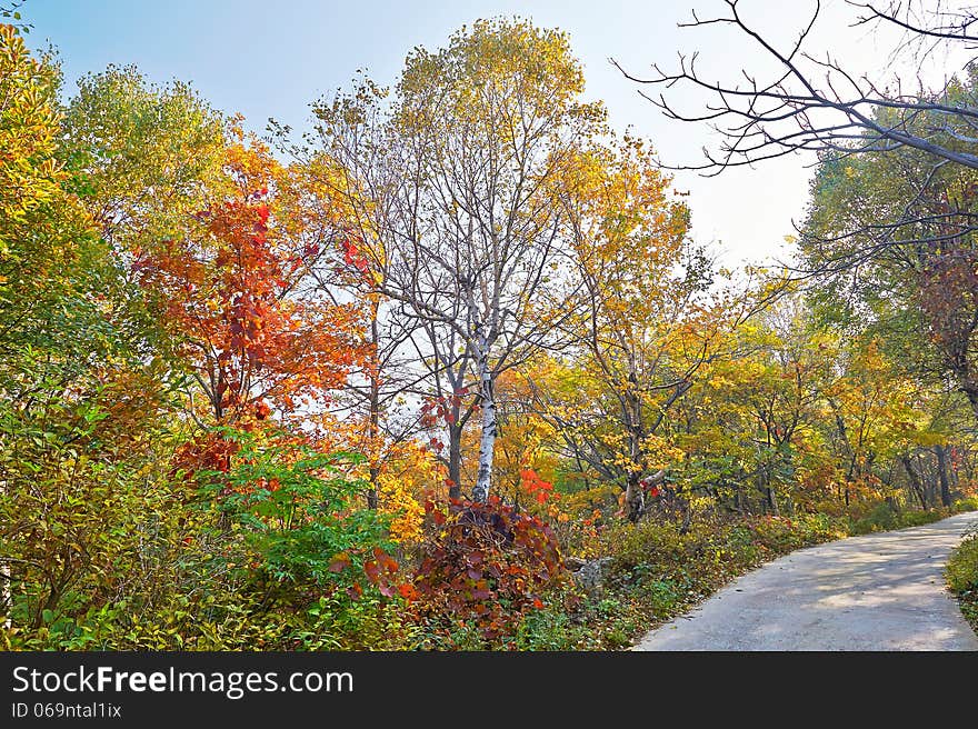 The colourful birch forest _ autumnal scenery