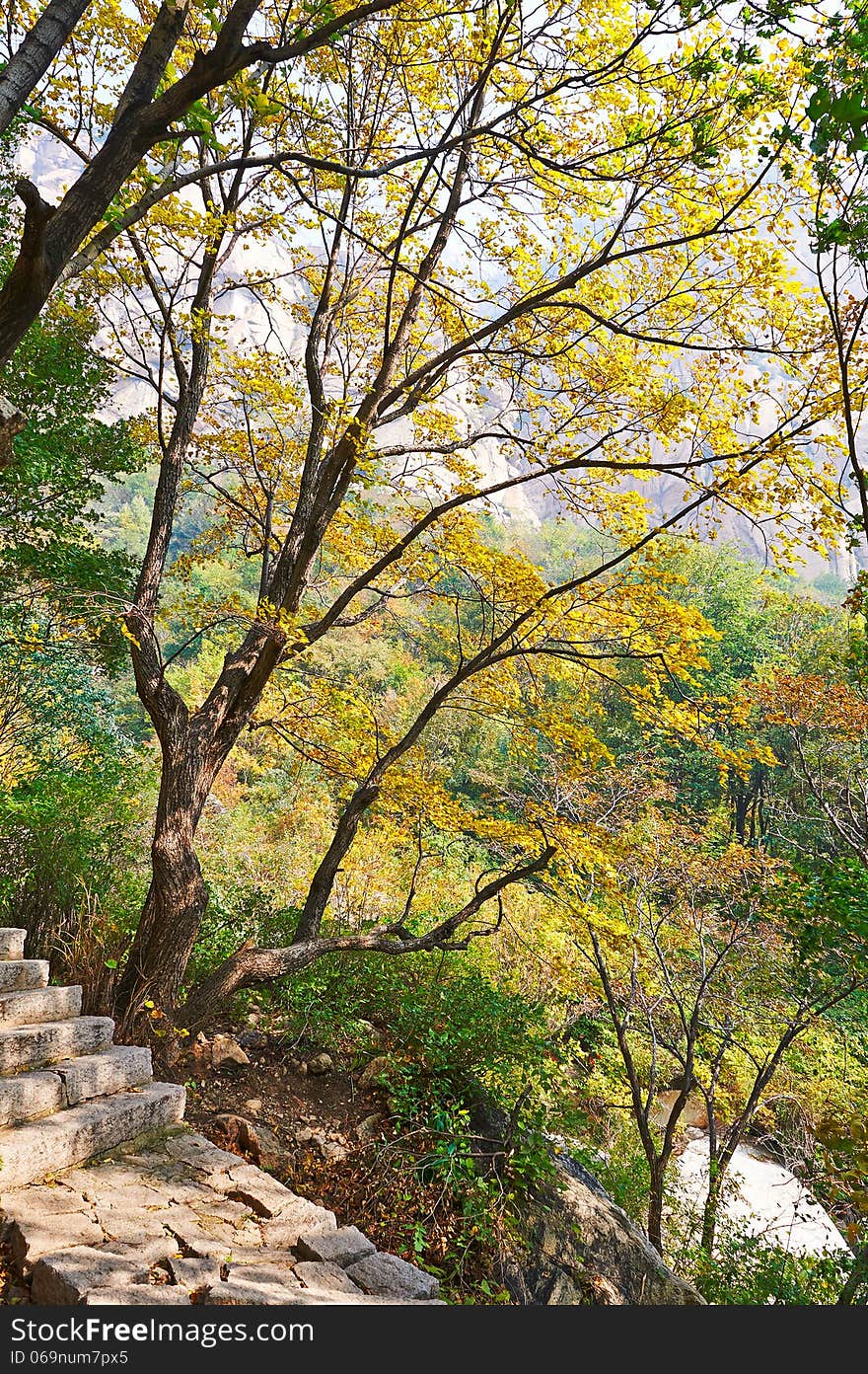 The trees and stone step _ autumnal scenery