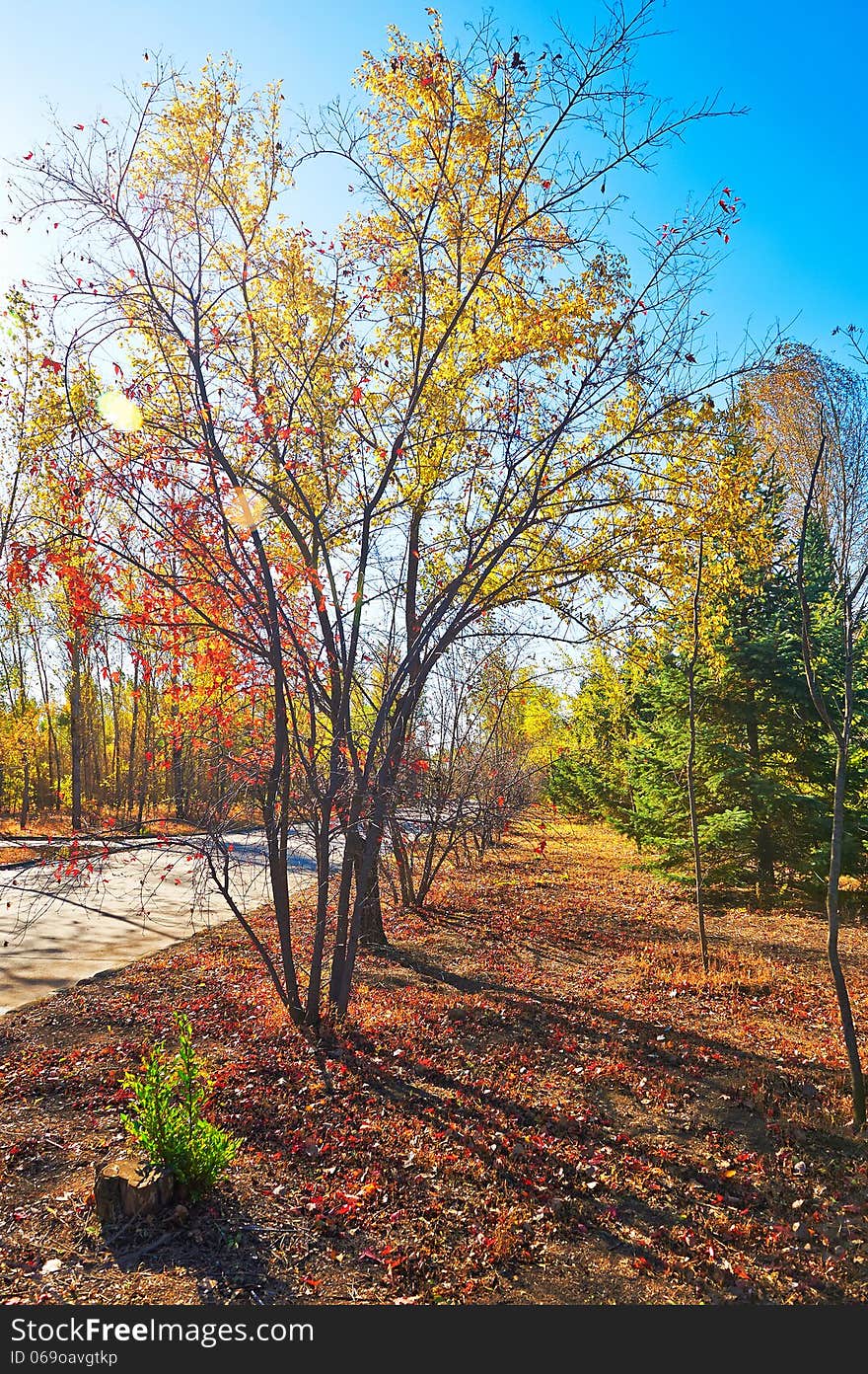 The multicolor leaves autumnal scenery