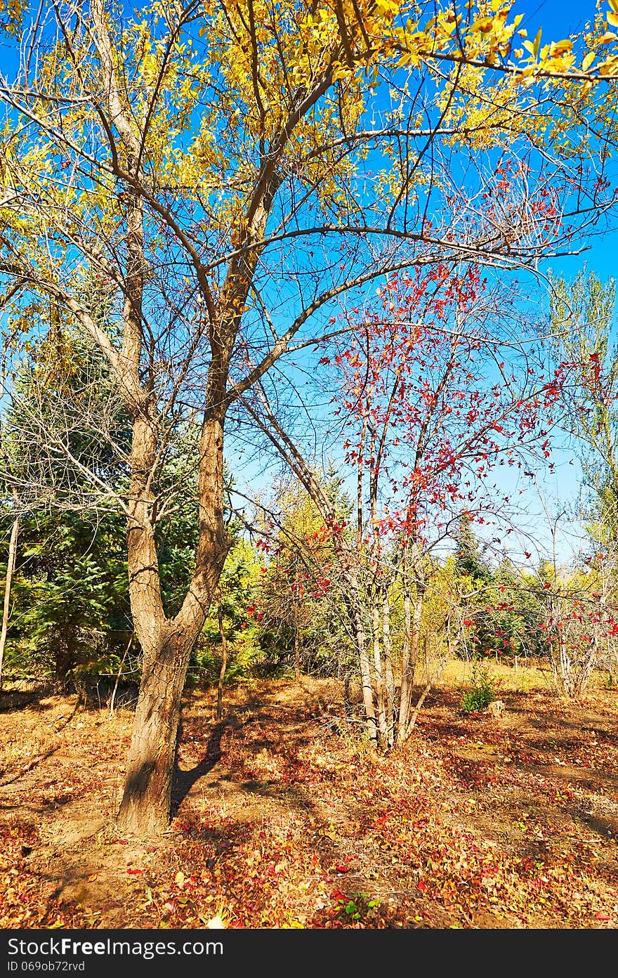 The two color trees autumnal scenery