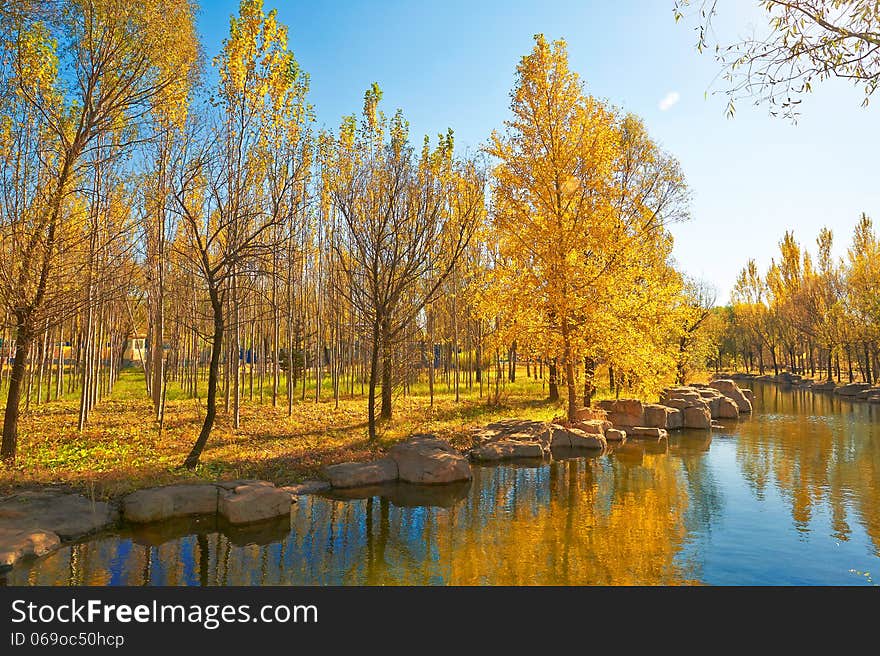 The Golden Trees Riverain Autumnal Scenery