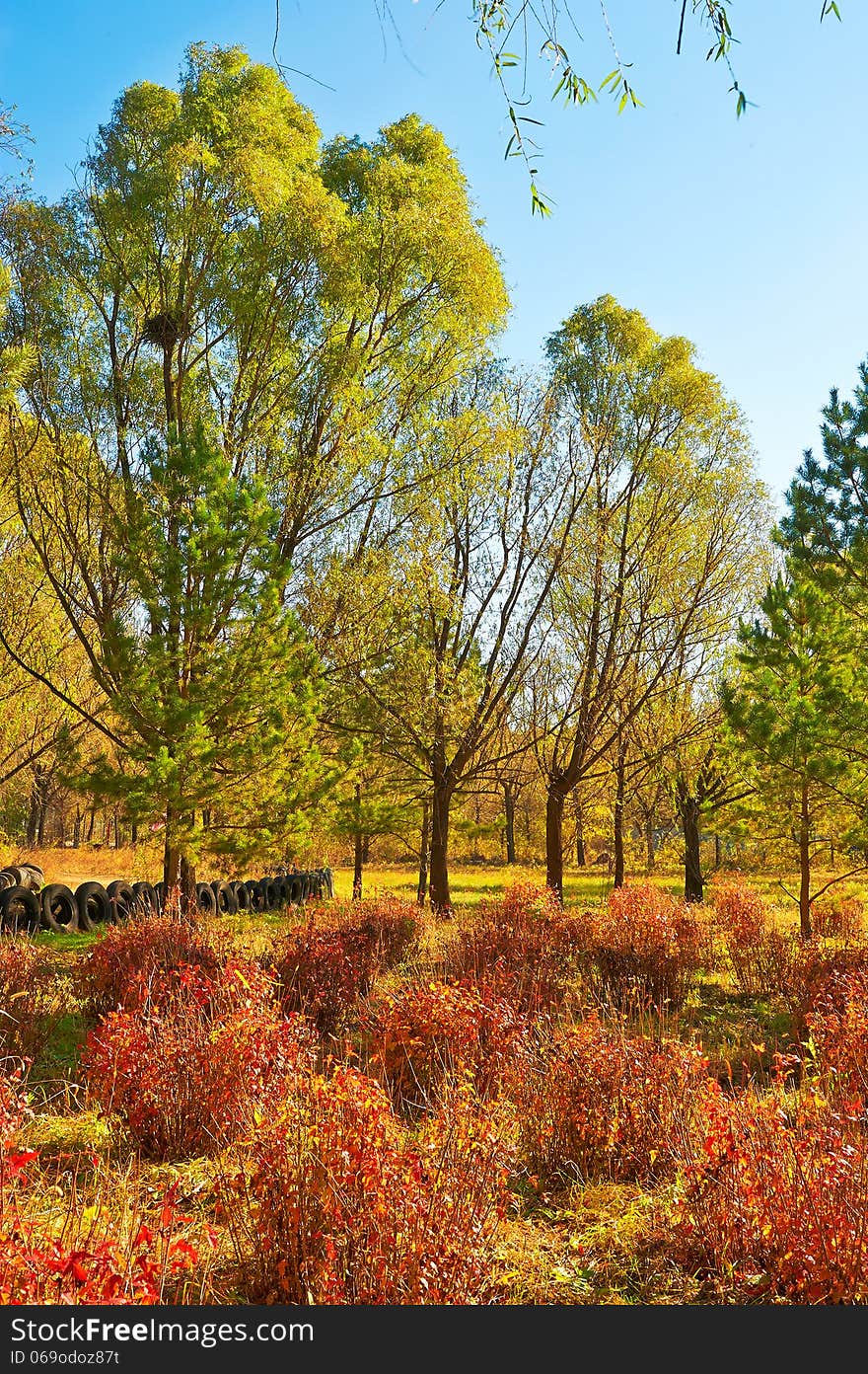 The autumnal scenery