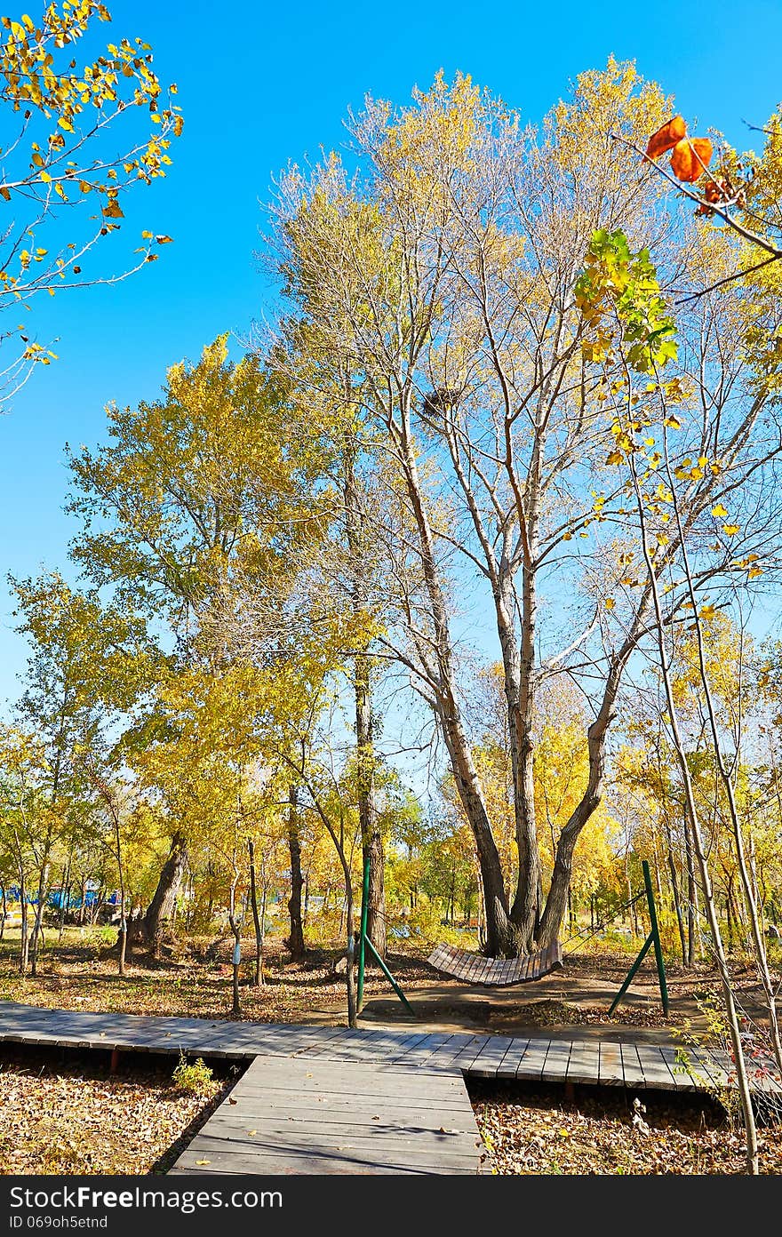 The swing and wooden trestle in forest _ autumnal scenery