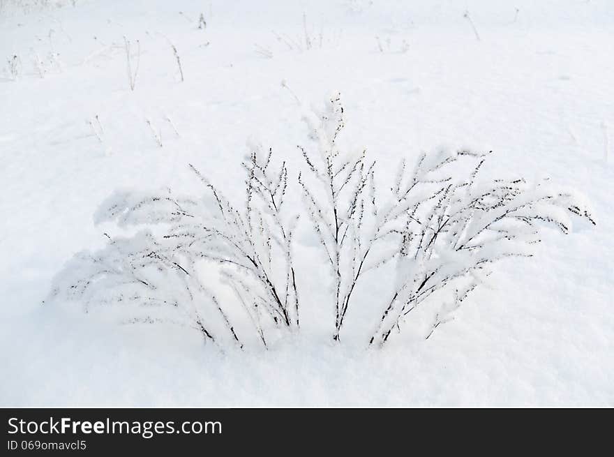 Winter field