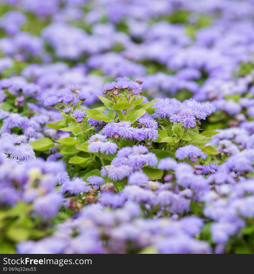 Purple flowers,floral background,outdoor