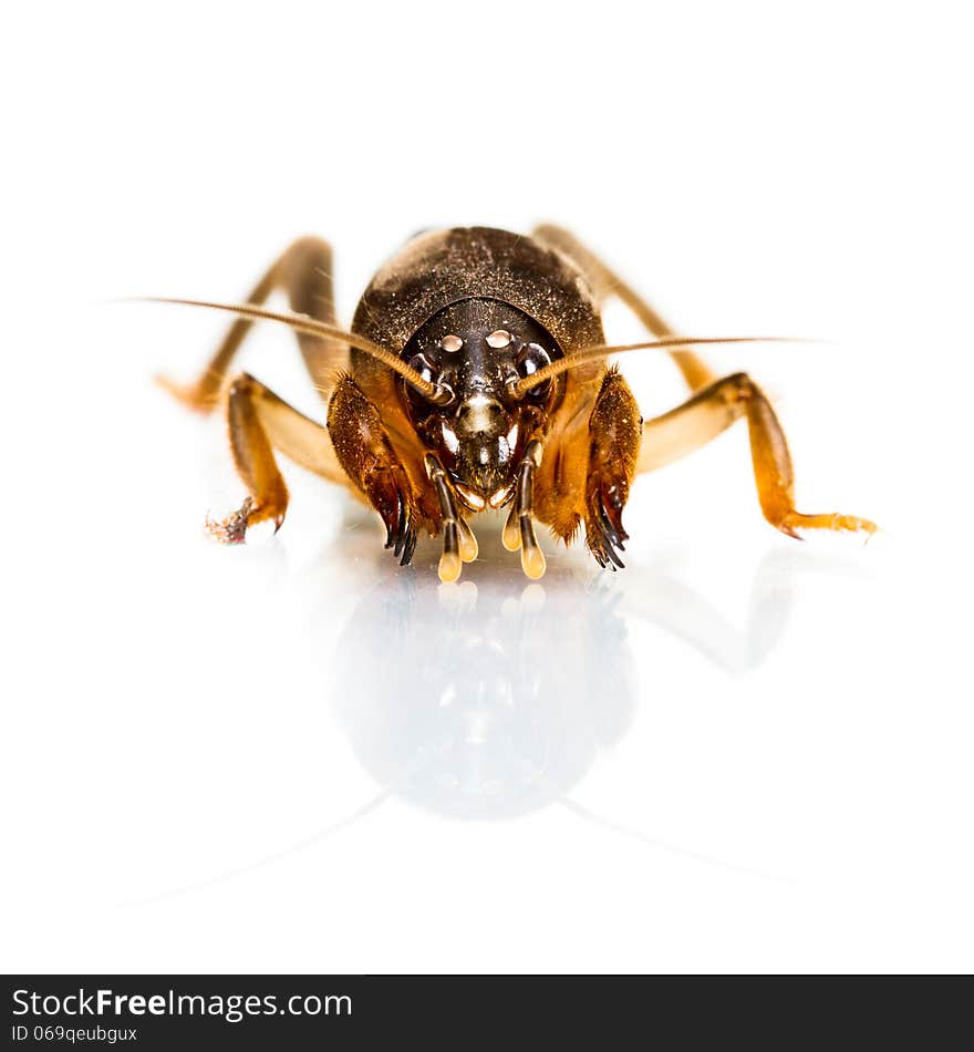 Mole Cricket on white background