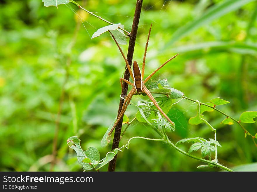 Spider on net of in thailand