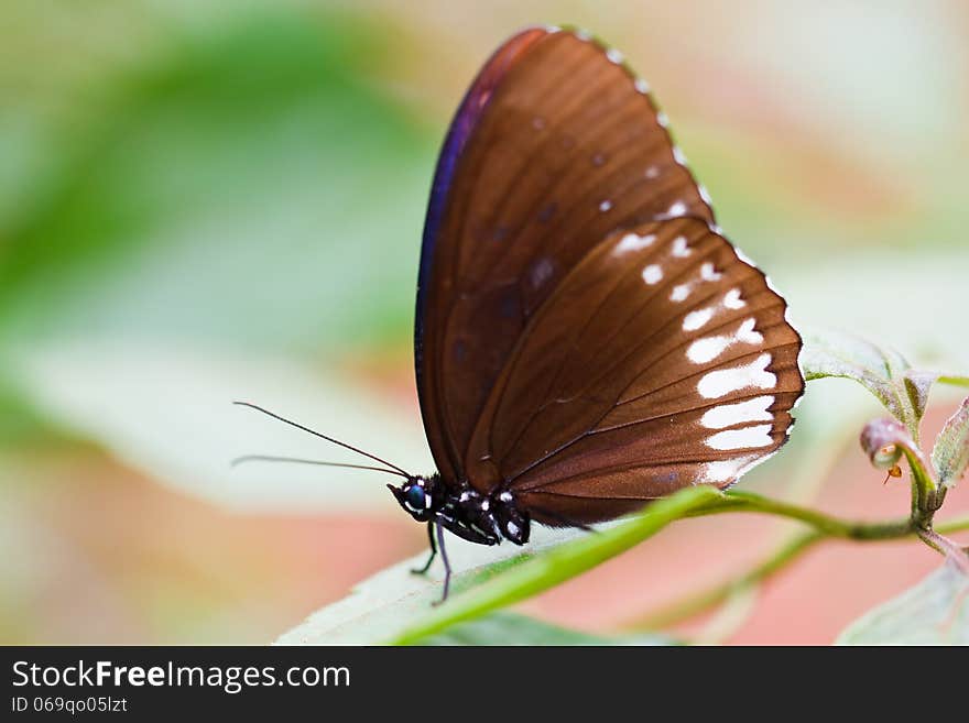 Butterfly in pang sida national park thailand. Butterfly in pang sida national park thailand