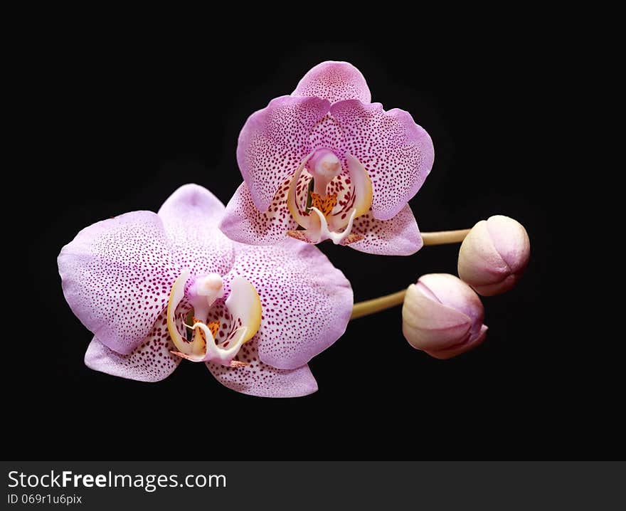 Orchid Blooming