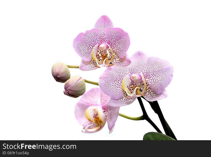 Orchid Blooming