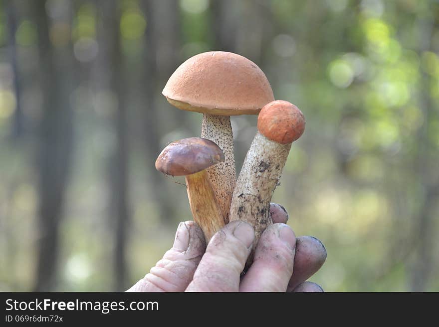 Three Oak Mushrooms In Hand