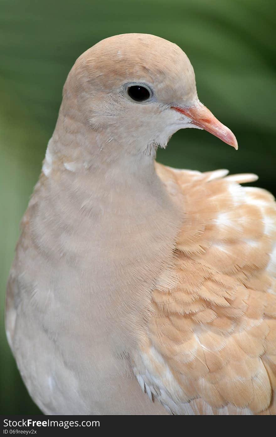 Pretty brown dove against green background