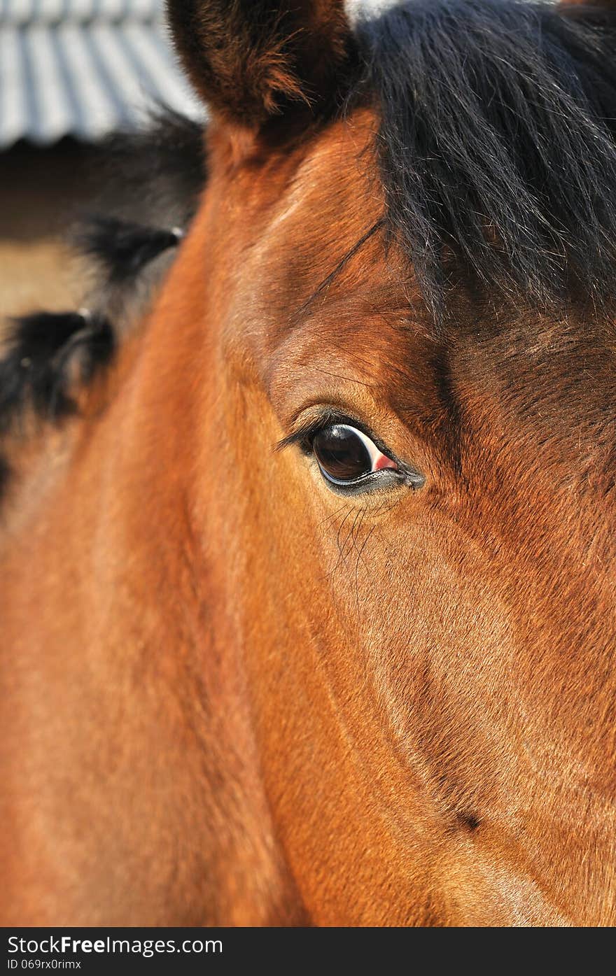 Close-up Portrait Of Horse