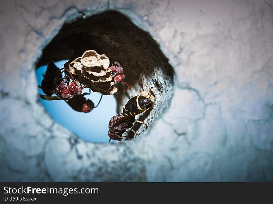 Wasp with nest in the hole. Wasp with nest in the hole