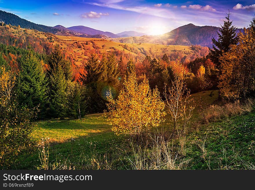 Mountain autumn landscape pine trees near valley and colorful forest on hillside under blue sky with clouds. Mountain autumn landscape pine trees near valley and colorful forest on hillside under blue sky with clouds