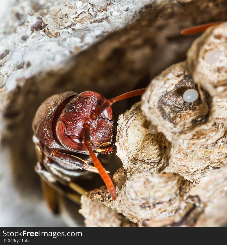 Close up of wasp in the nest