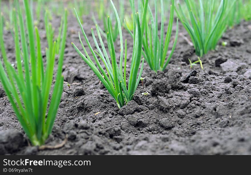 Onion plantation in the vegetable garden