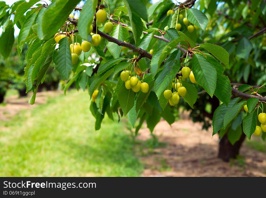 Green Cherries On A Branch