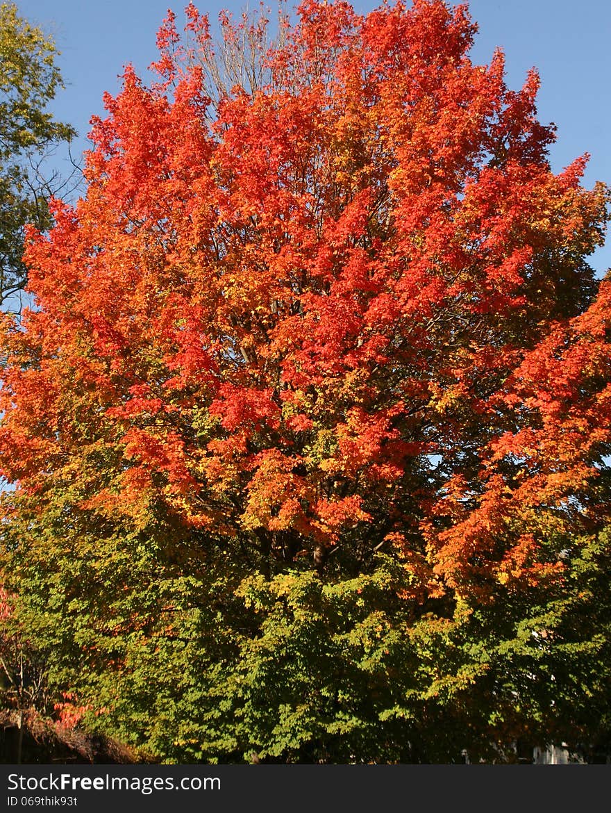 Tall tree changing color in fall