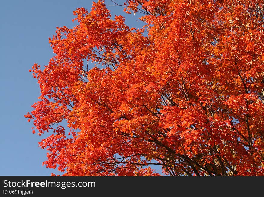 Tall tree changing color in fall