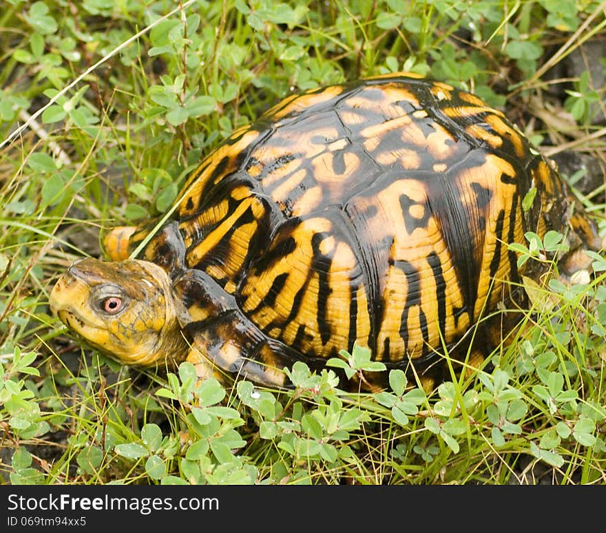 Small brown and yellow turtle in the grass