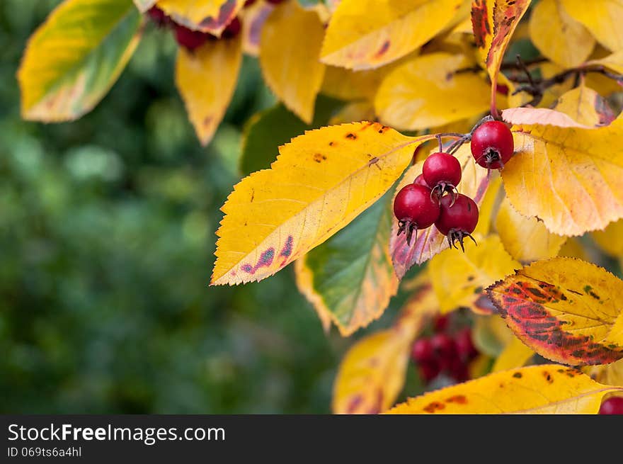 Close Up of Whitebeam (Sorbus Aria) Autumn Tree Leaves and Red Berries. Close Up of Whitebeam (Sorbus Aria) Autumn Tree Leaves and Red Berries