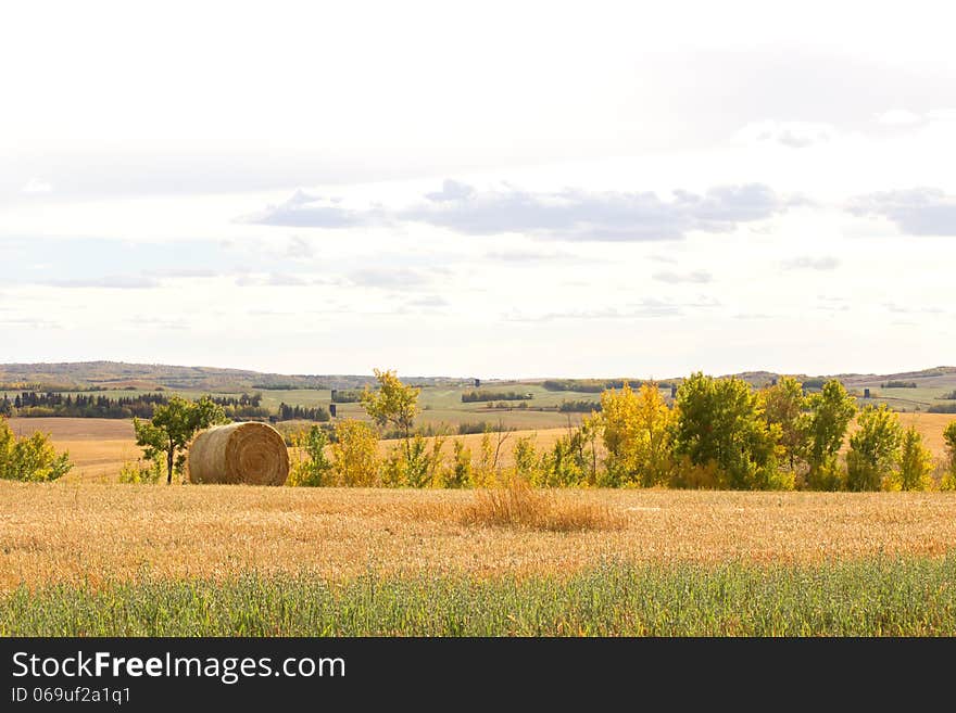 A Round Bale On Farmland