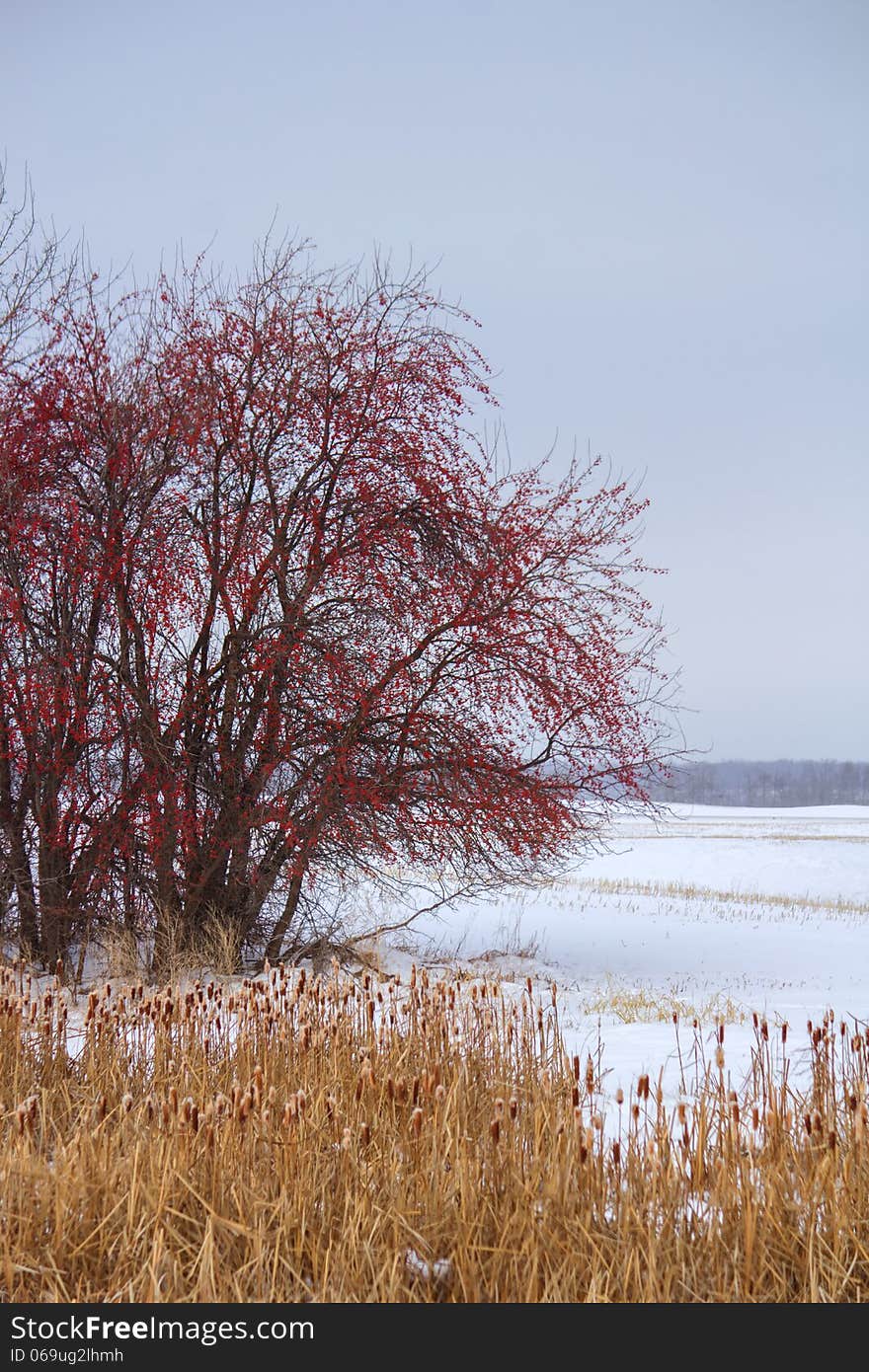 A red berry tree in the winter