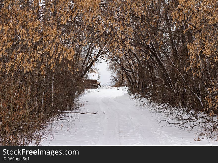 A tree lined driveway in winter