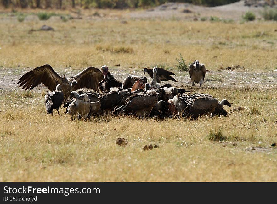 The collective noun for a group of feeding vultures is a wake. These are feeding on a hippo carcass. The collective noun for a group of feeding vultures is a wake. These are feeding on a hippo carcass.