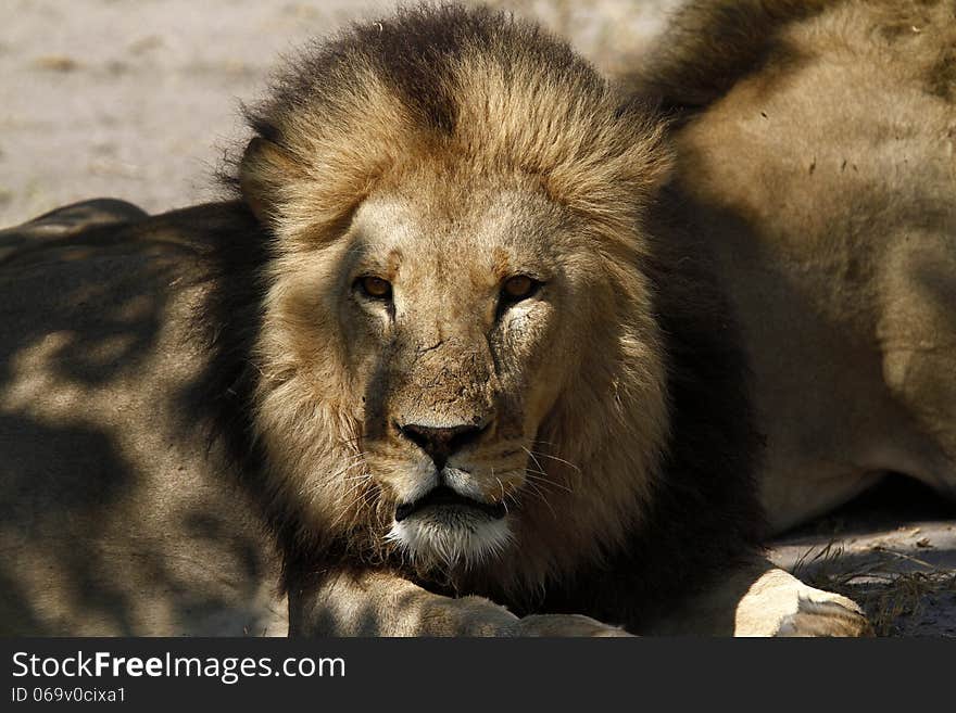 Male lions are the world's most powerful predator, capable of pulling down a full grown African elephant. Male lions are the world's most powerful predator, capable of pulling down a full grown African elephant.