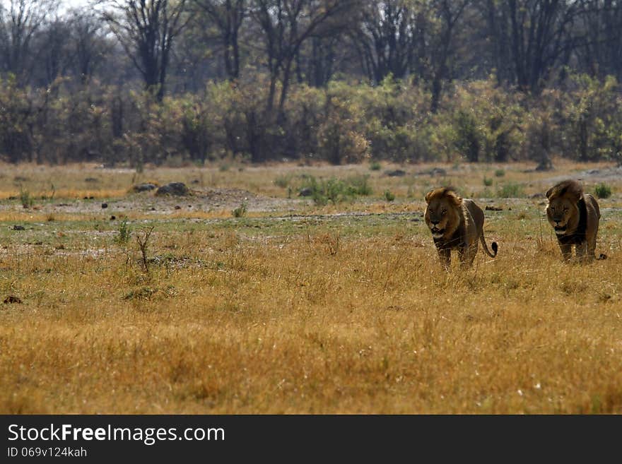 The African Plains Predators