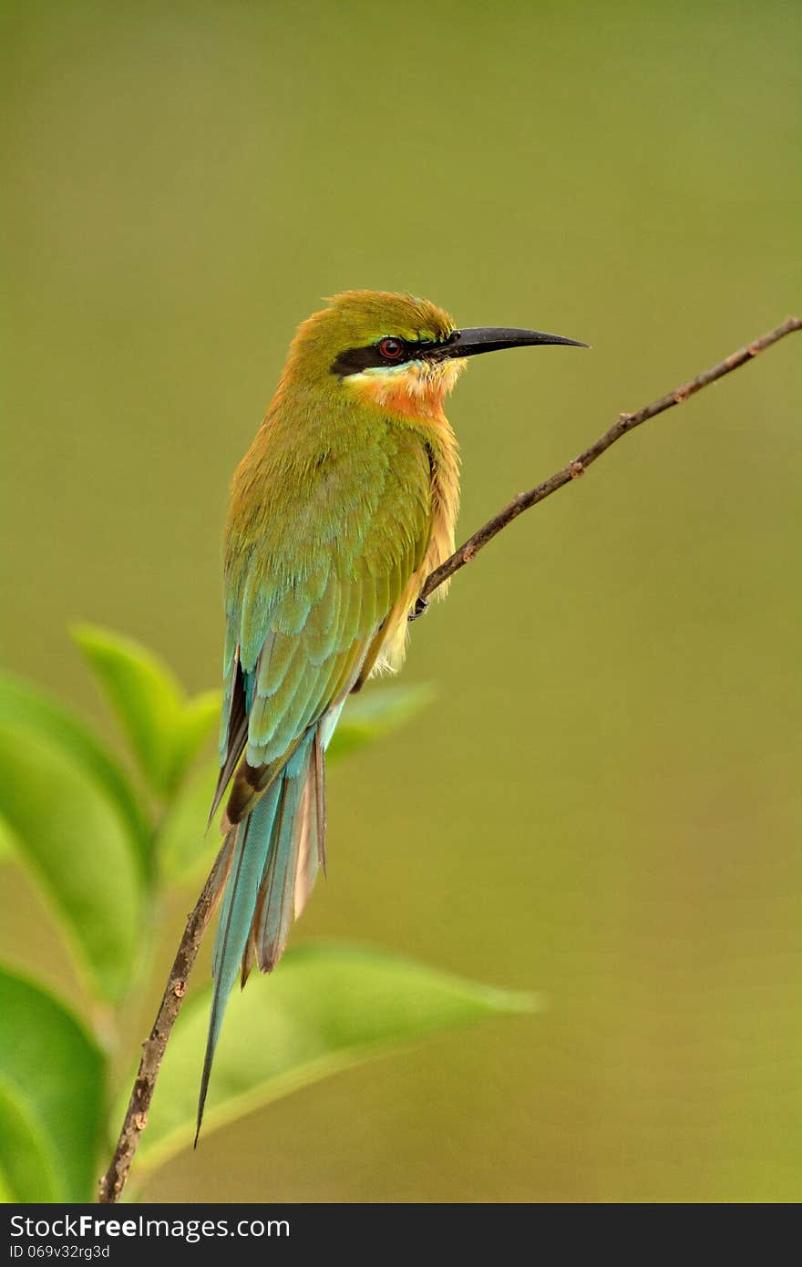 The Blue-tailed Bee-eater (Merops philippinus) is a near passerine bird in the bee-eater family Meropidae. It breeds in southeastern Asia. It is strongly migratory, seen seasonally in much of peninsular India. The Blue-tailed Bee-eater (Merops philippinus) is a near passerine bird in the bee-eater family Meropidae. It breeds in southeastern Asia. It is strongly migratory, seen seasonally in much of peninsular India.