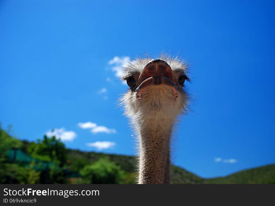 Ostriches on a ostrich farm, Oudtshoorn, Western Cape, South Africa. Ostriches on a ostrich farm, Oudtshoorn, Western Cape, South Africa