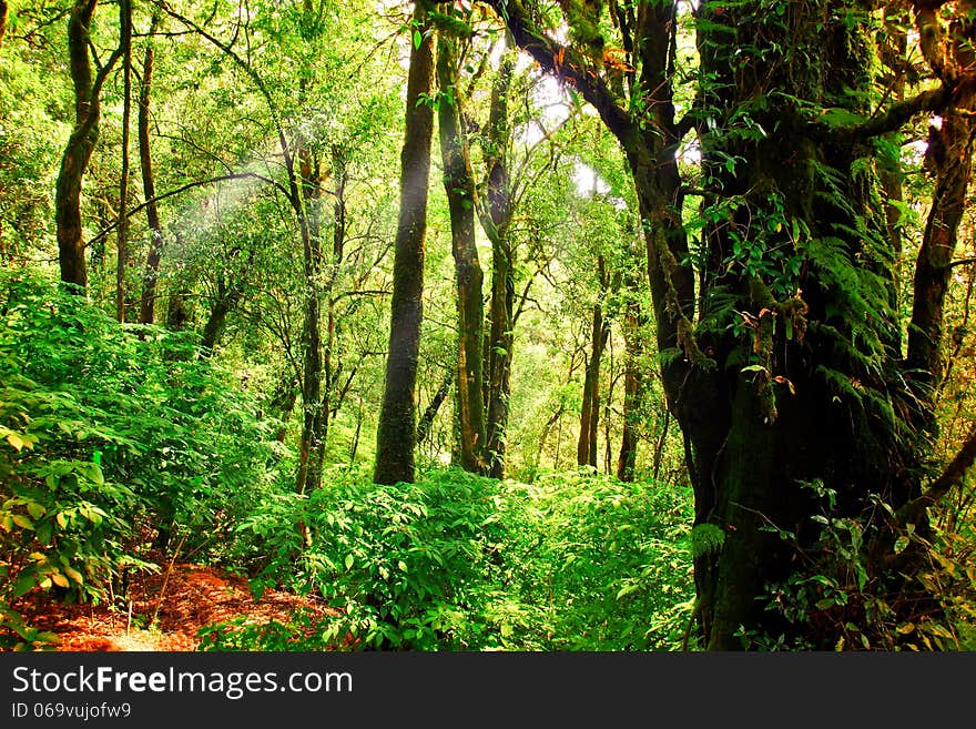 Tropical and deep forest natural background