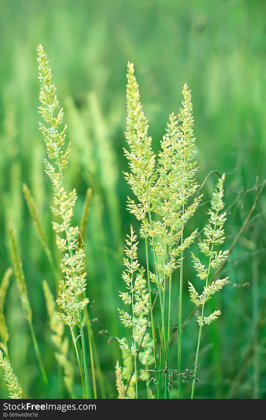 Green Cones And Grass On A Meadow.