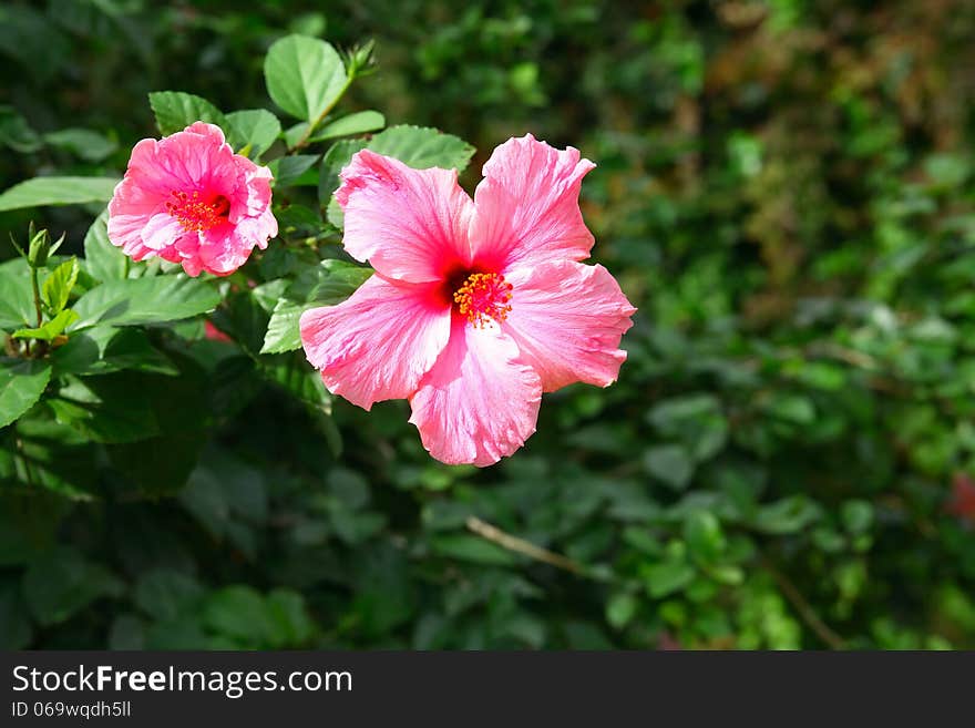 Closeup of two beautiful pink flowers on green leaves background. Closeup of two beautiful pink flowers on green leaves background