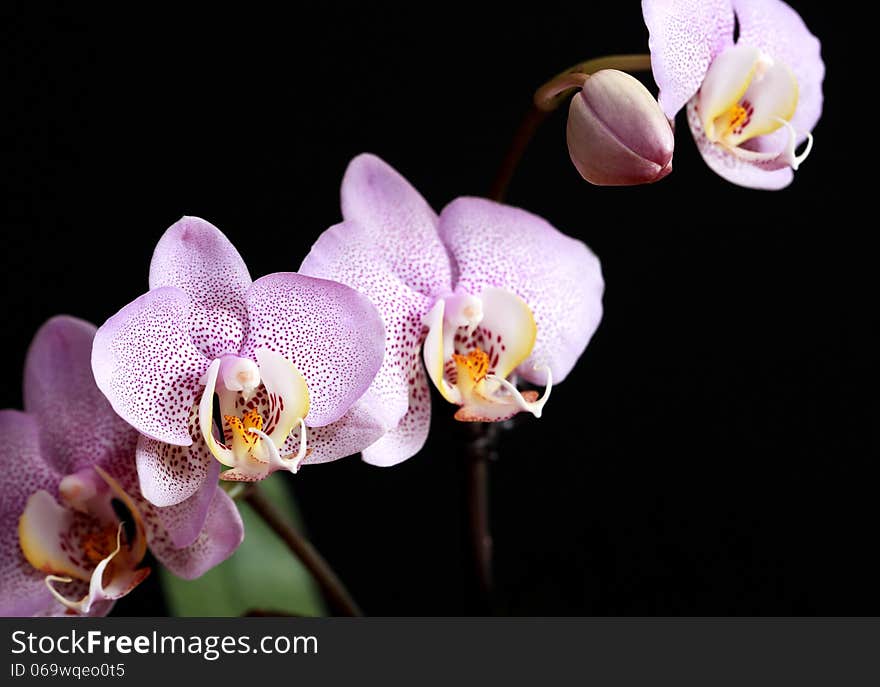 Orchid Blossoming