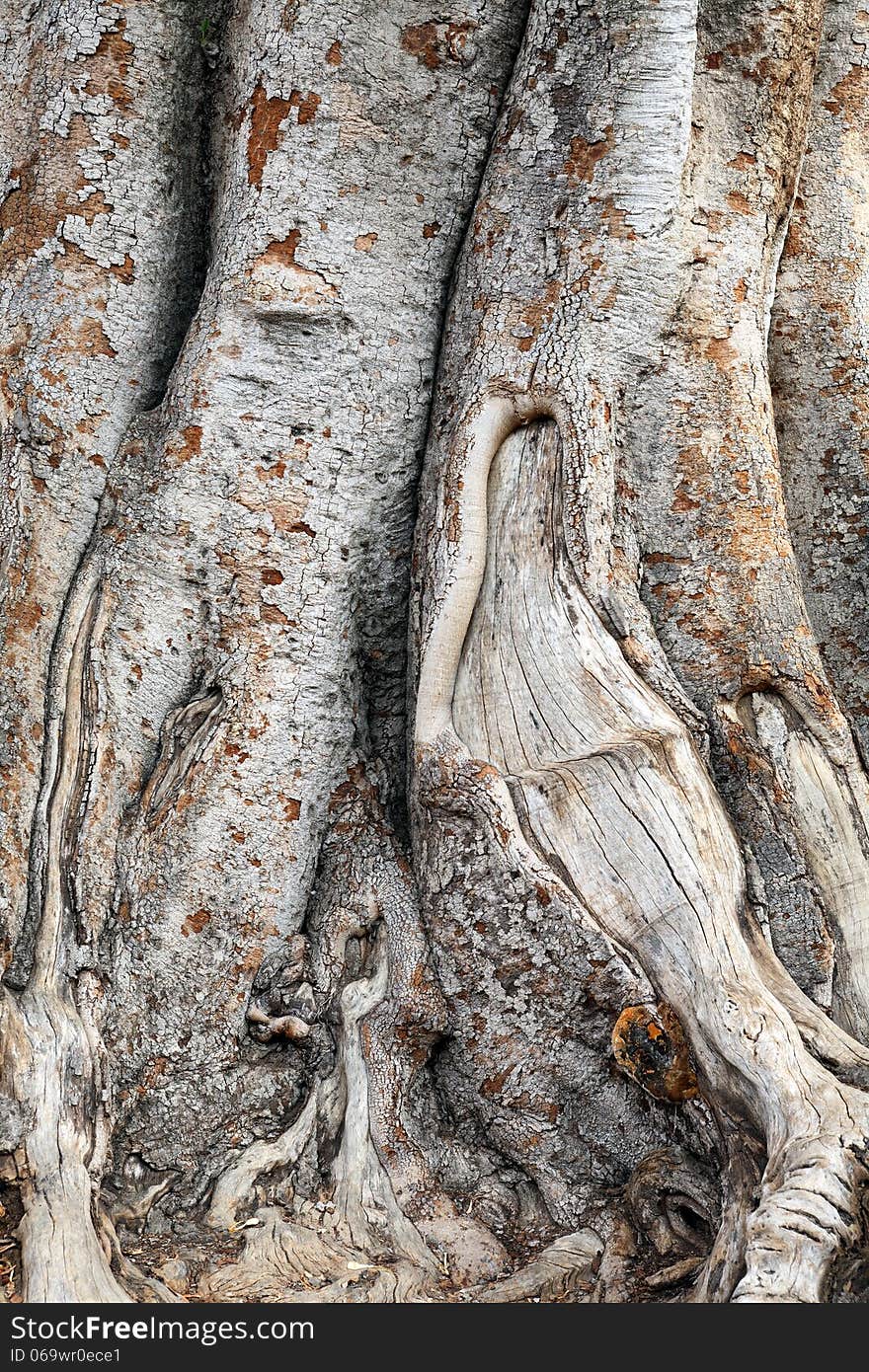 Very old tree bark closeup. Nice background