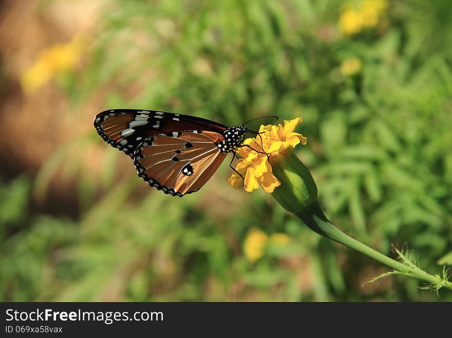 Monarch butterfly on yellow color mountain flower. Monarch butterfly on yellow color mountain flower.