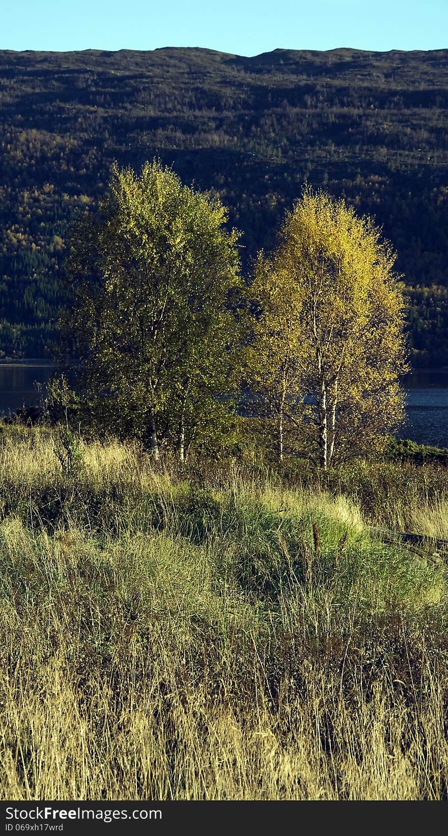 Abstract colors on trees