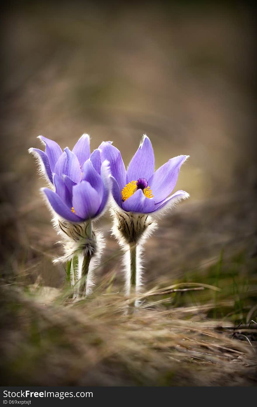 Beautiful purple Spring flowers