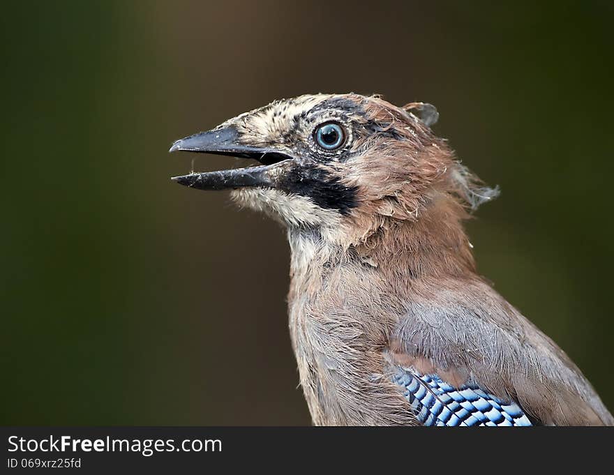 Funny jay bird opening his beak. Funny jay bird opening his beak