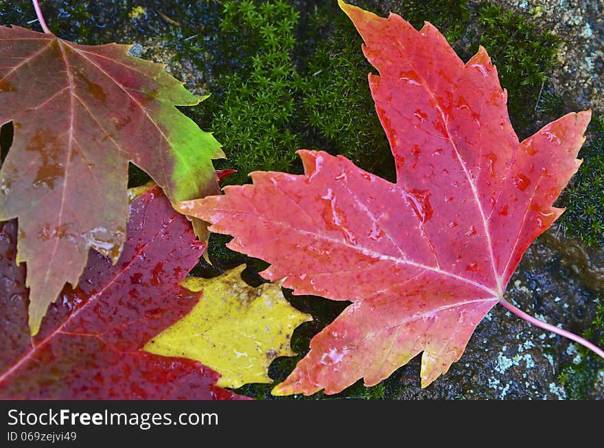 Autumn Leaves on Mossy Rock