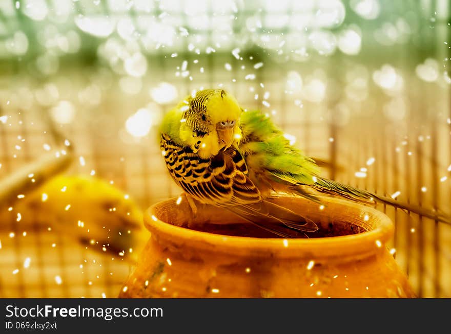 Unique cold winter parrot bird sitting on yellow earthen pot in a cage with bokeh and snow